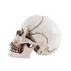 Wikinger Deko Totenschaedel aus Resin – seitliche Ansicht einer lebensgrossen Schaedel-Replik mit sichtbaren Naehten, Patina und realistischer Knochenstruktur auf weissem Hintergrund.