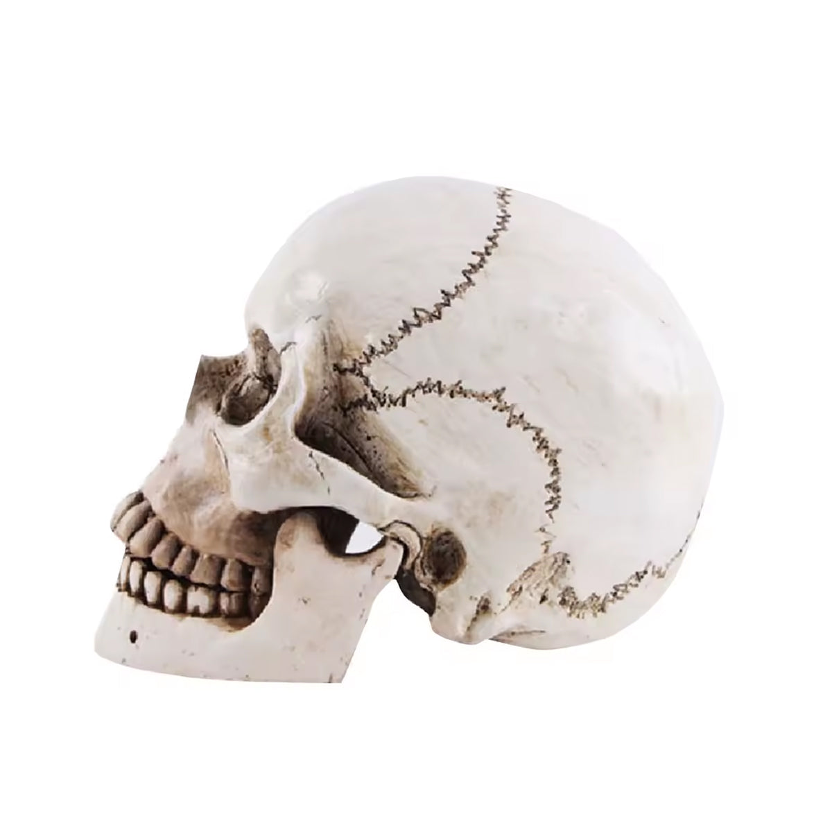 Wikinger Deko Totenschaedel aus Resin – seitliche Ansicht einer lebensgrossen Schaedel-Replik mit sichtbaren Naehten, Patina und realistischer Knochenstruktur auf weissem Hintergrund.