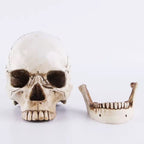 Wikinger Deko Totenschaedel aus Resin mit abnehmbarer Kieferpartie – lebensgrosse Schaedel-Replik mit realistischer Knochenstruktur und Patina auf weissem Hintergrund.