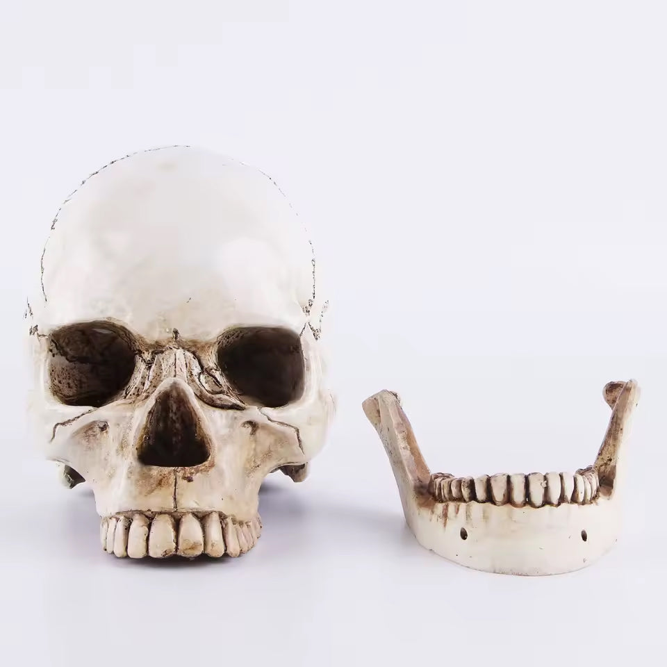 Wikinger Deko Totenschaedel aus Resin mit abnehmbarer Kieferpartie – lebensgrosse Schaedel-Replik mit realistischer Knochenstruktur und Patina auf weissem Hintergrund.