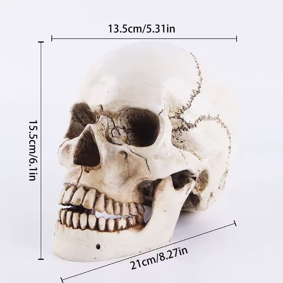Lebensgrosser Wikinger Deko Totenschaedel aus Resin mit Massenangaben 21 × 15.5 × 13.5 cm – detailgetreue Replik mit Patina und authentischer Struktur.